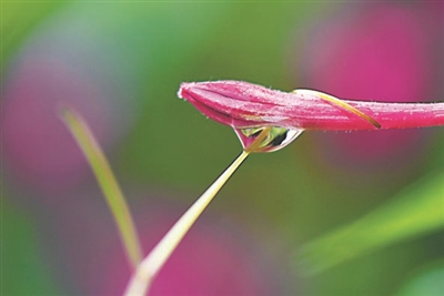 杜甫的千古名句露从今夜白,杜甫的白露诗
