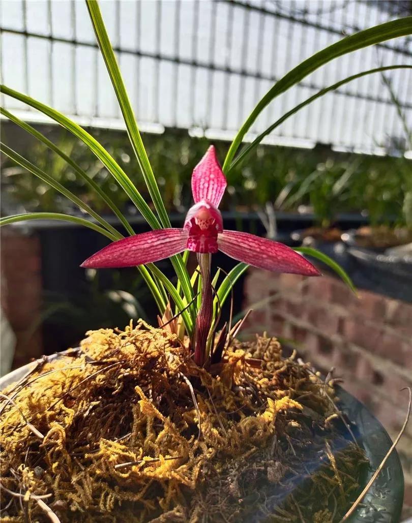 云南玉溪春兰,云南玉溪的春兰品种有哪些