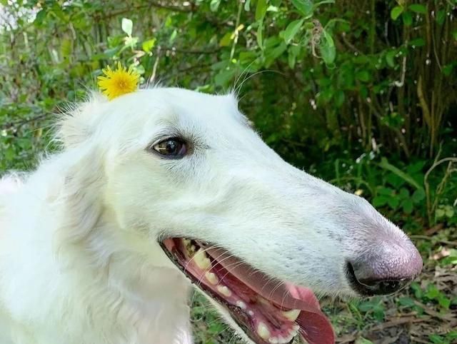 短腿柯基跟长腿柯基,鼻子很高的柯基