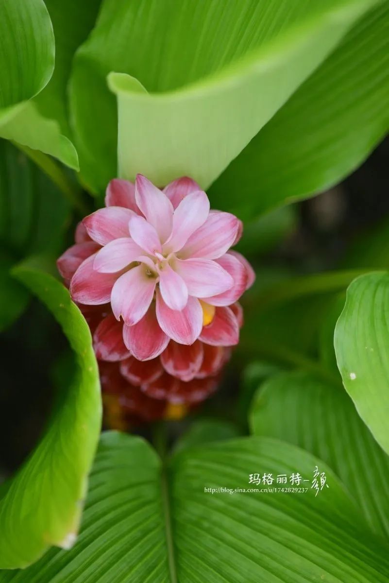 家里要有氛围感什么花比较好,家里高级的花