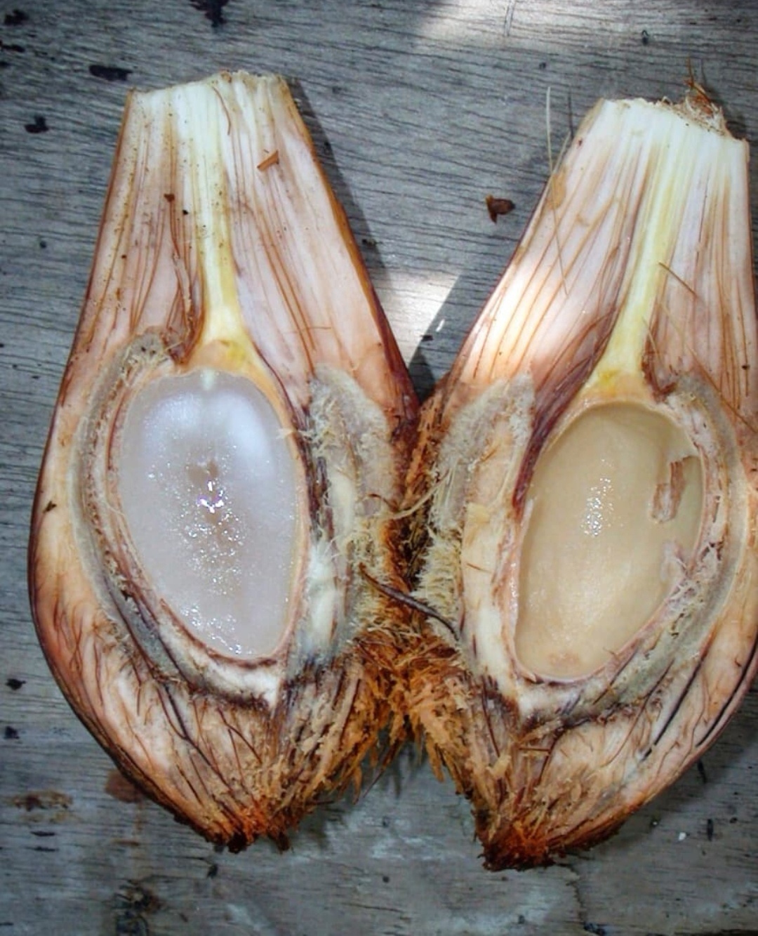 这种长在树上的“天马流星锤”,果实真的像极了“QQ糖”