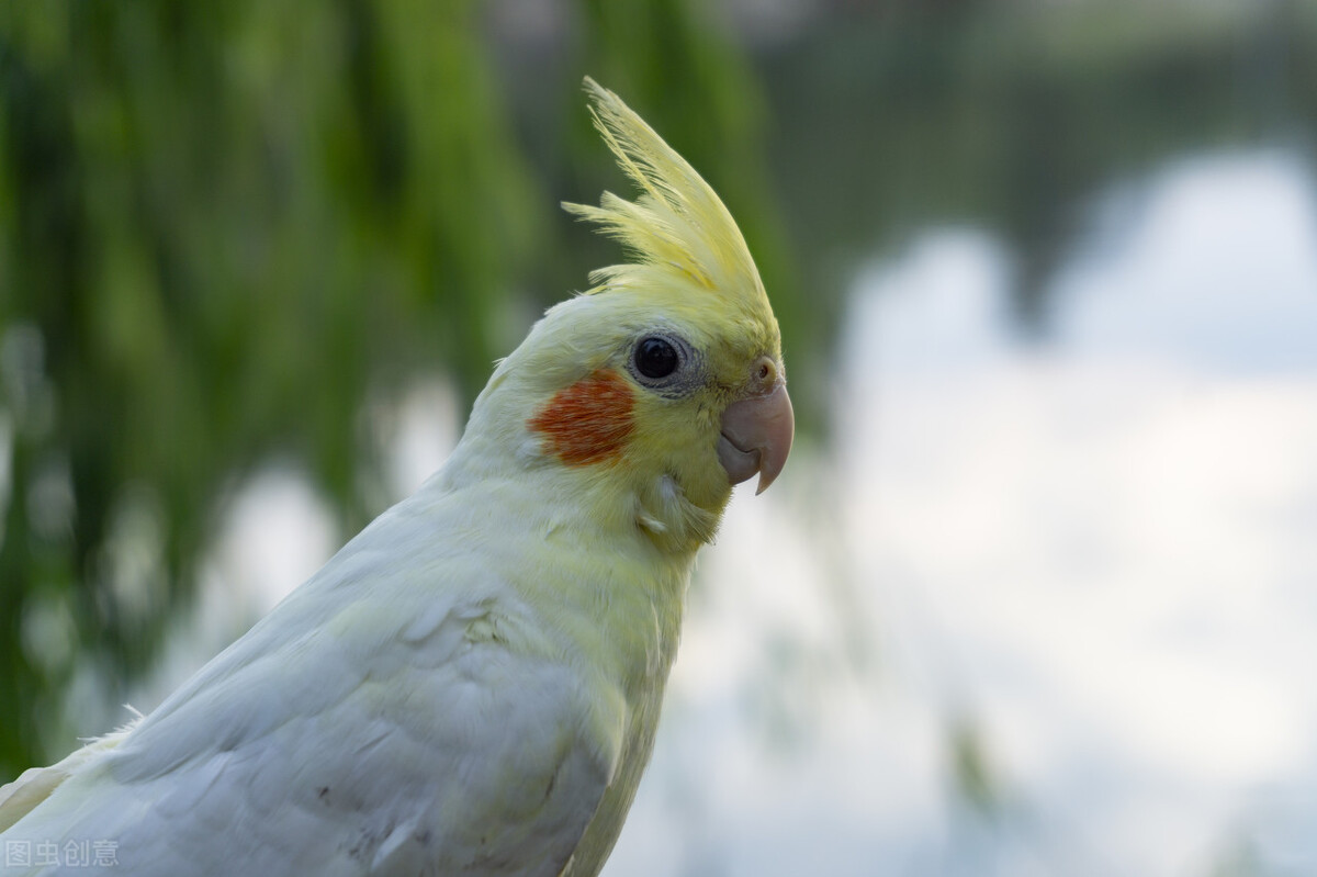 玄凤鹦鹉洗澡后拉稀,玄凤鹦鹉有点拉稀不精神吃什么药