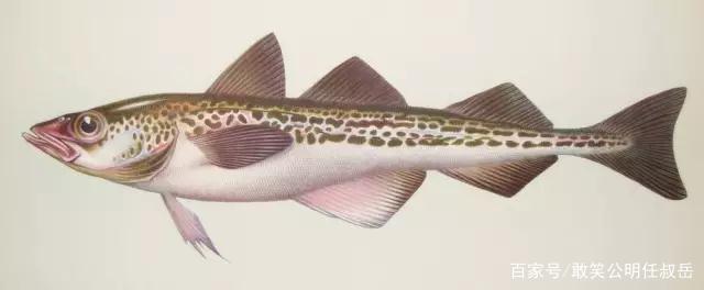 鄂霍次克海是淡水吗,太平洋日本海域