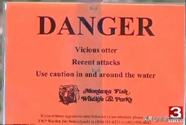 水獭与平头哥是同科吗,水獭动物界的平头哥