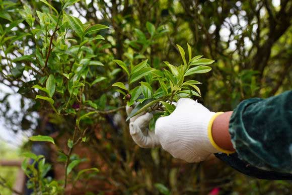 别再被骗了这才是正宗福鼎白茶,云南正宗滇红茶