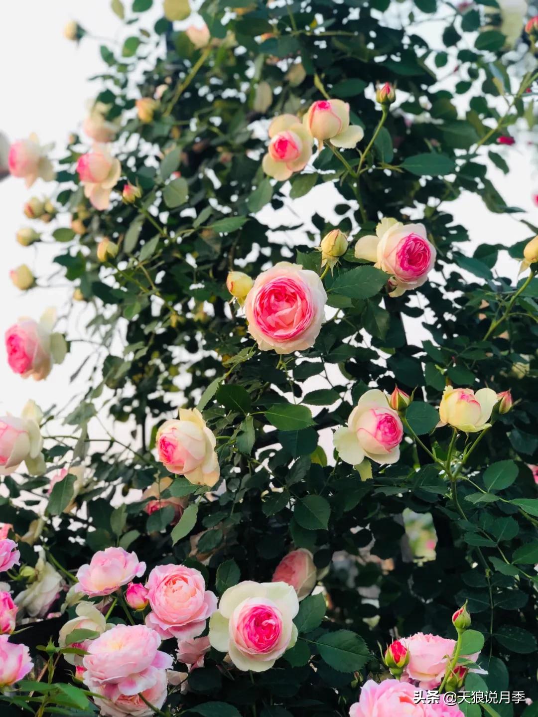 花友家的春花都开爆爆爆了，快来云赏花！（上）