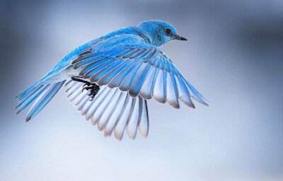 上帝和知更鸟,知更鸟为什么叫上帝之鸟