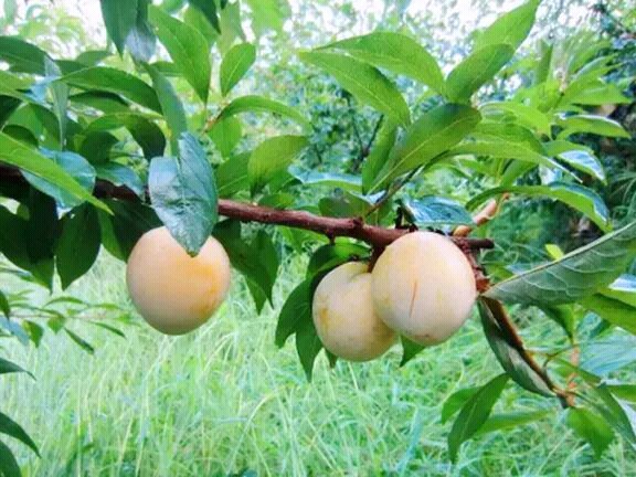 奈李管理完整视频,青奈李种植技术