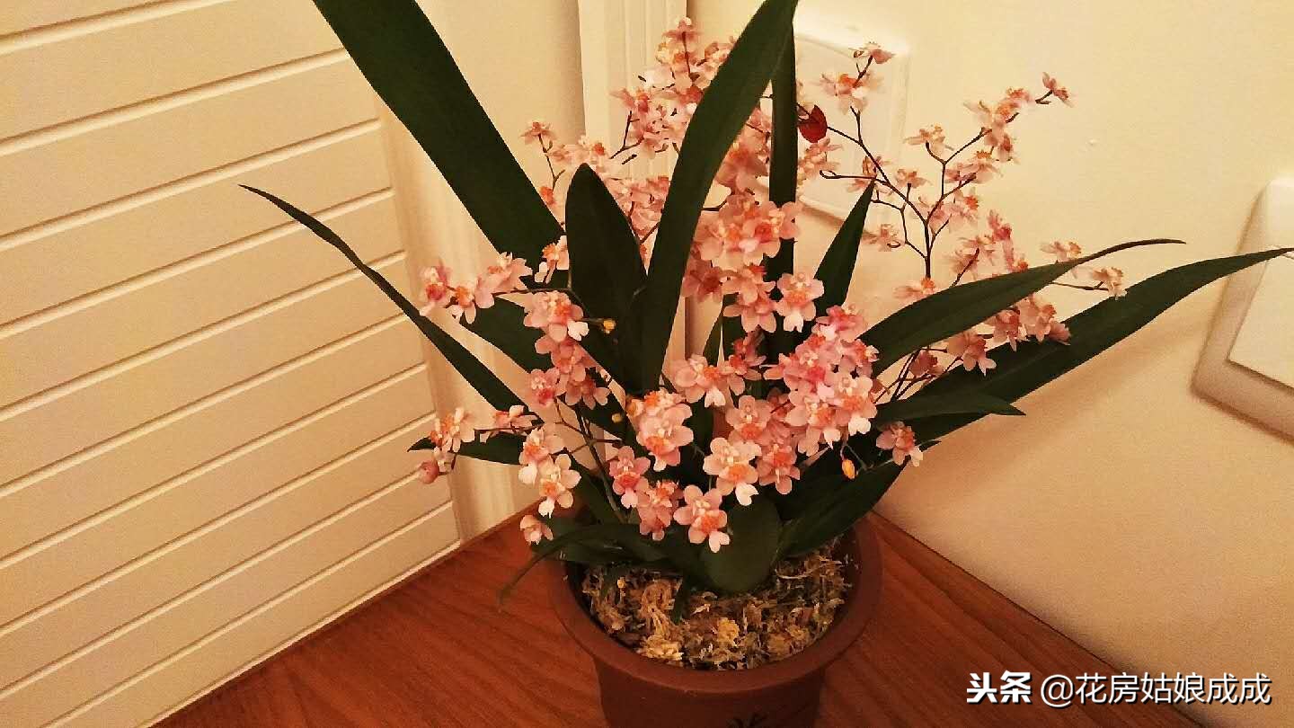 花盆中的土板结用什么方法,花盆里的土壤板结了怎么办