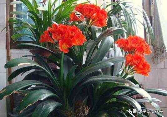 君子兰花的养殖方法和修剪,君子兰花开败后从哪里剪