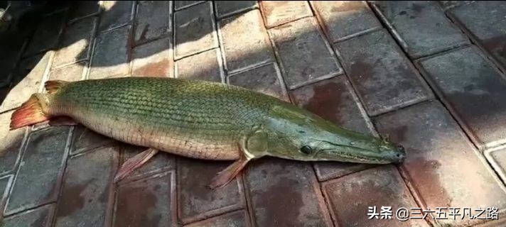 鳄雀鳝有什么祸害,鳄雀鳝是怎么存活下来的