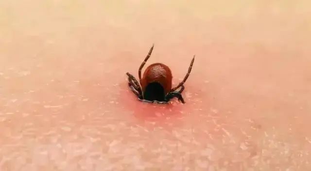 广州近期出现的变异蜗牛,深圳雨后巨型蜗牛