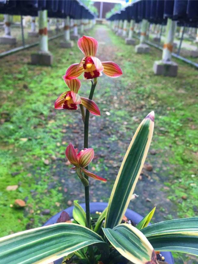 曾价值20万1苗,正格荷瓣,叶片带艺,花艺双绝,带你认识红神荷