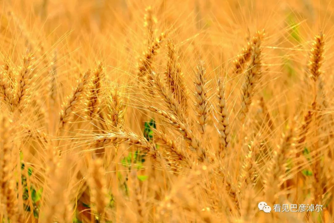 内蒙古巴彦淖尔有多美,巴彦淖尔有多美