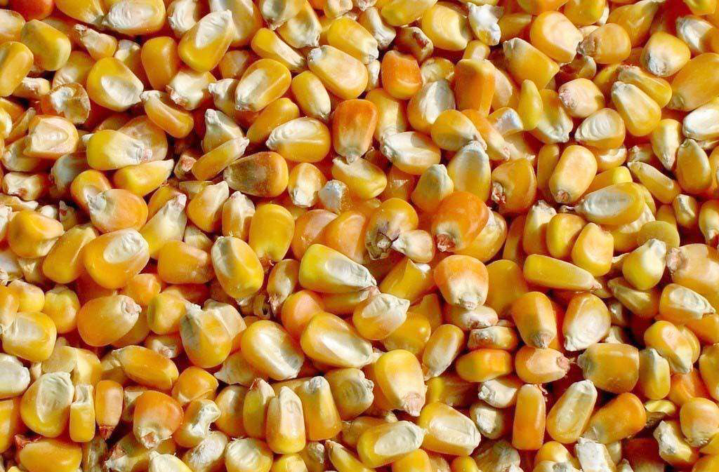 玉米种是大粒高产还是小粒高产,玉米种小粒好还是大粒好