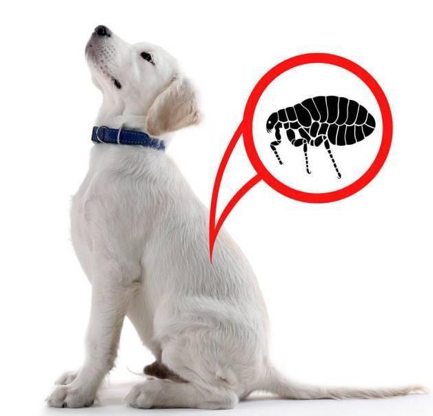 狗狗体外驱虫主要驱什么虫,狗狗体内驱虫后还是有虫怎么办