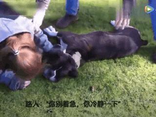 狗狗突然抽搐倒地怎么办,狗狗玩耍时受伤情绪低落
