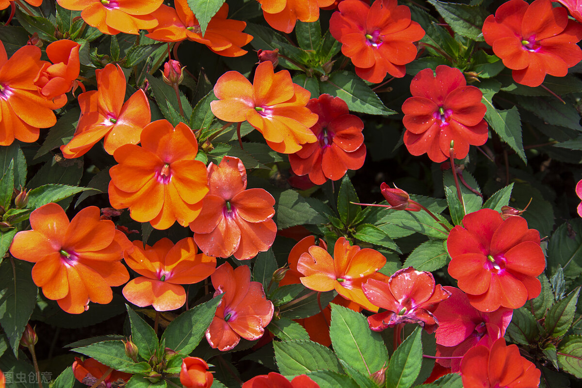 那些令人赞叹的庭院花卉,5种庭院生活方式的花卉