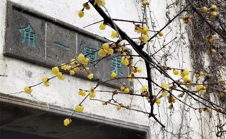 常见植物大全视频,常见的木本植物有哪些