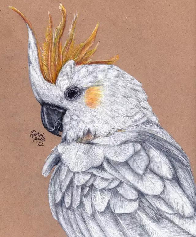 画鸟彩铅教程,画鸟彩铅