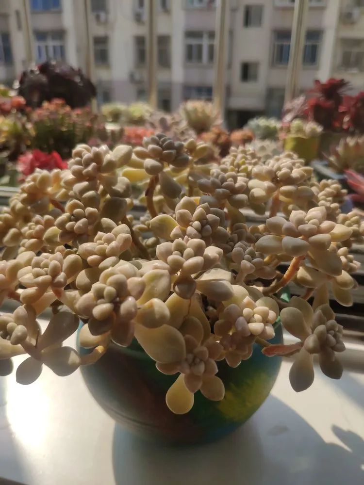 每一棵多肉都承载了一段时光,每一棵多肉都是独一无二