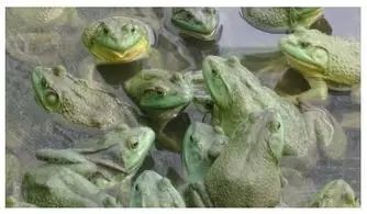 北方农业种植致富项目,农业种植致富项目有什么