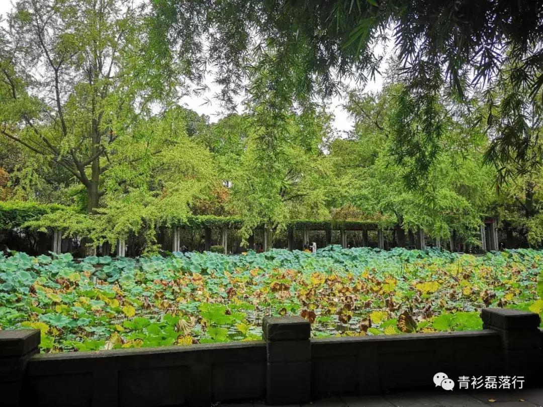 月满易园兰舟、秋莲华西钟楼:诗意生活就在身边,何须远走?