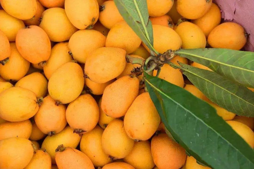 城厢区常太镇首届“壶兰耕读·云上枇杷文化节”暨第22届枇杷节来啦！快来“嗨枇”吧~