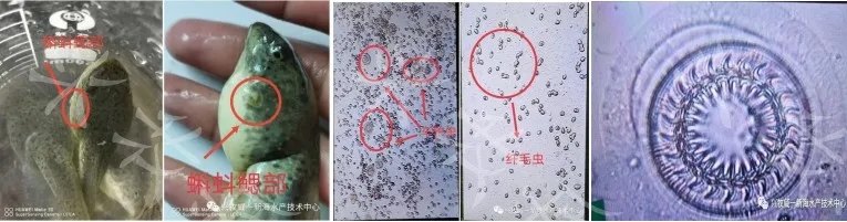 蝌蚪养殖解毒的重要性,蝌蚪养殖怎样预防生病的发生呢