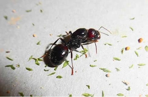 常见的蚂蚁图片,最常见的蚂蚁种类图片