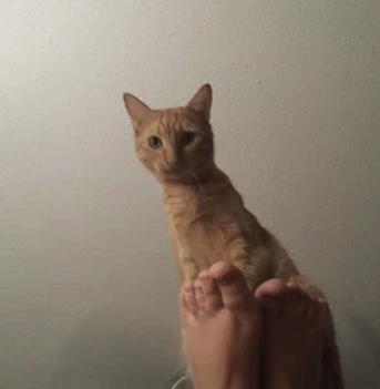 闻臭鞋、舔臭脚,猫主子是什么毛病