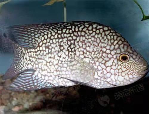 观赏鱼病怎么治好得快一点,观赏鱼病怎么治好的视频