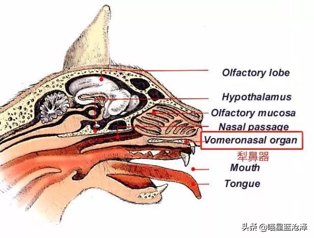 猫咪费洛蒙弊端,费洛蒙猫咪舒缓