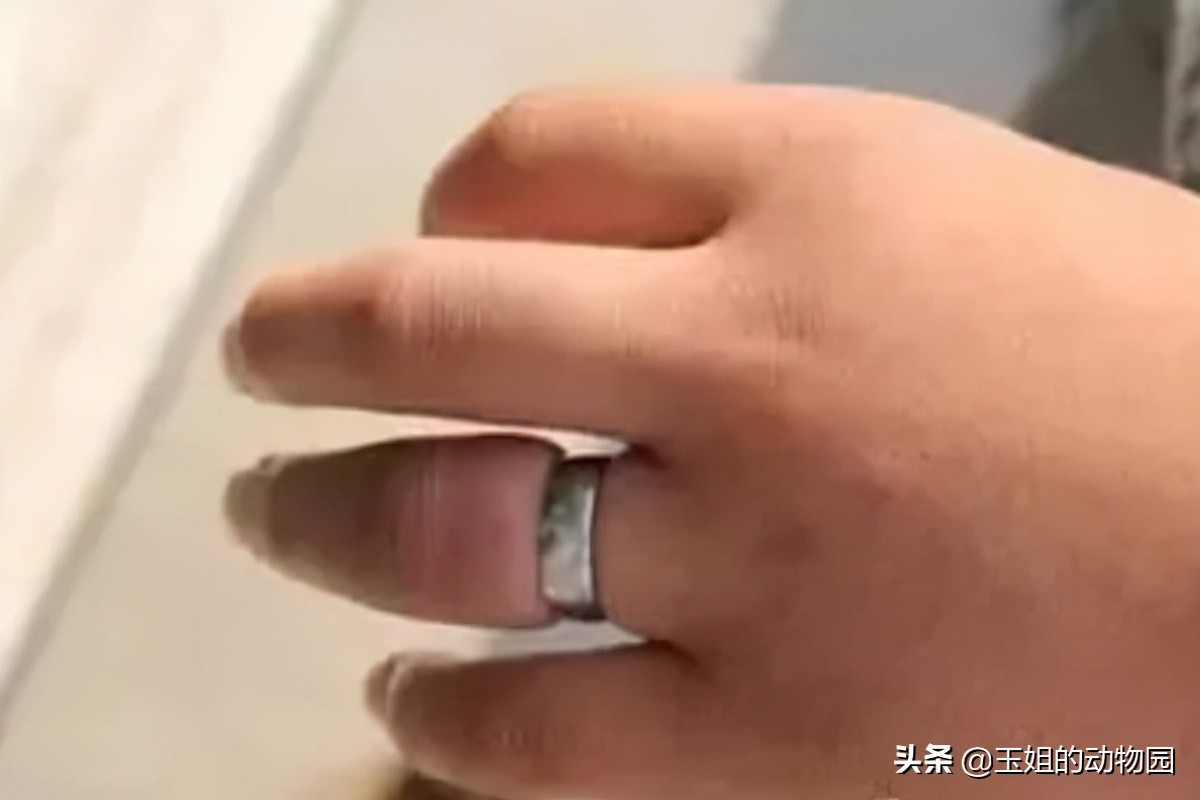 眼镜王蛇毒死大象,眼镜王蛇能毒死成年人吗