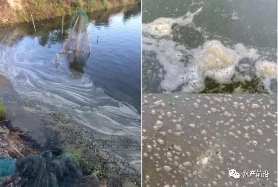 拒绝潜规则后如何处理,鱼池泡沫多最简单的处理方法