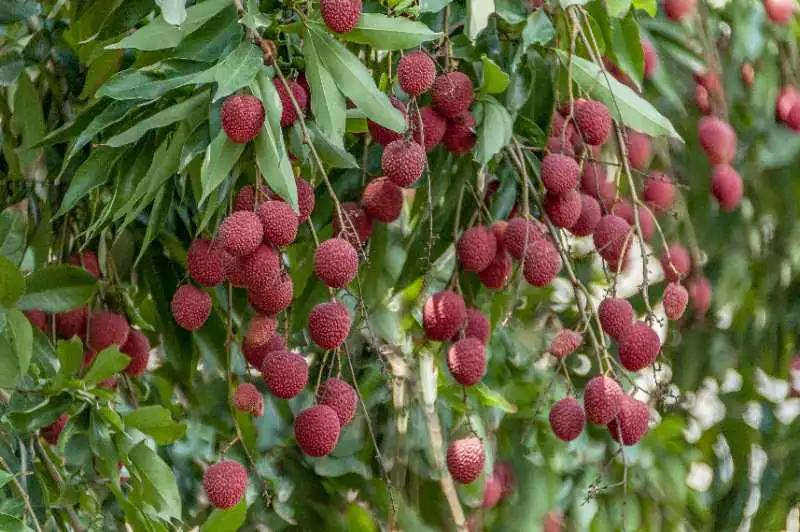 荔城无处不荔枝翻译,荔城无处无荔枝