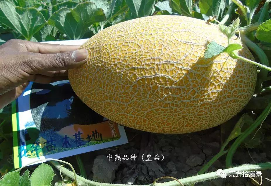 四川适合种植哈密瓜甜瓜品种,甜瓜种植技术新疆哈密瓜