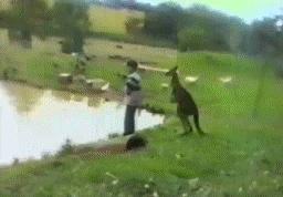 袋鼠和人打架视频,袋鼠为什么喜欢和狗狗打架