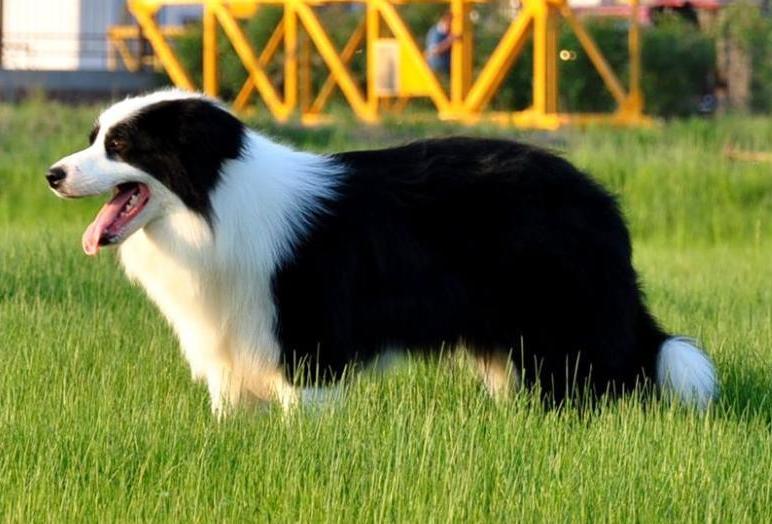 边牧幼犬吃什么狗粮比较好,边牧吃什么狗粮比较好幼犬