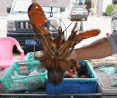 珠海有哪些海鲜街,珠海南屏海鲜街