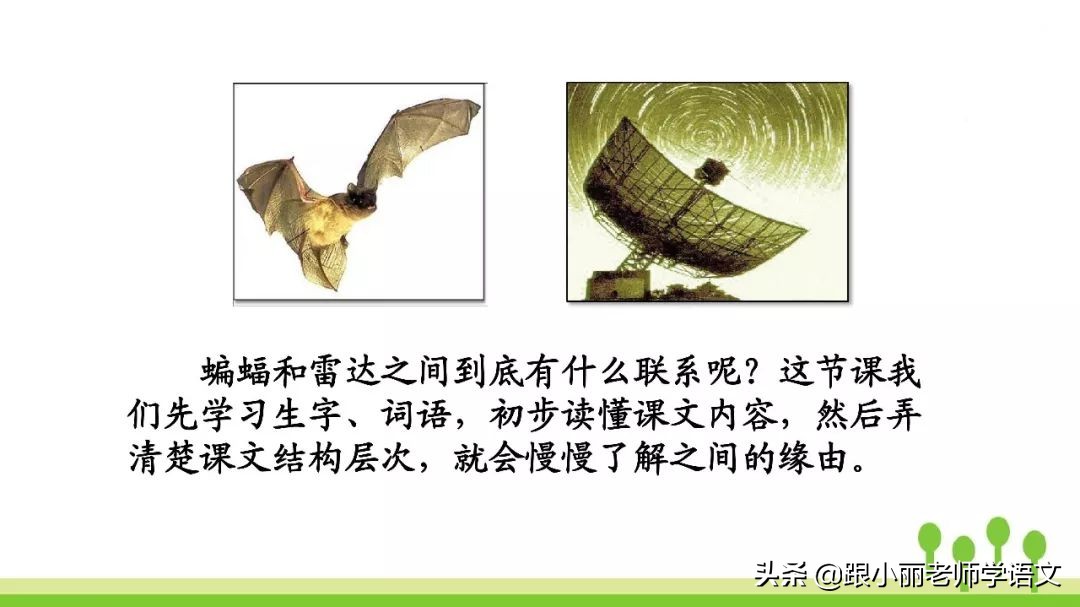 语文思维导图四年级上蝙蝠和雷达,人教版四年级上册蝙蝠和雷达朗读