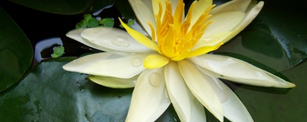 睡莲用什么盆养,睡莲盆里养什么鱼比较耐活