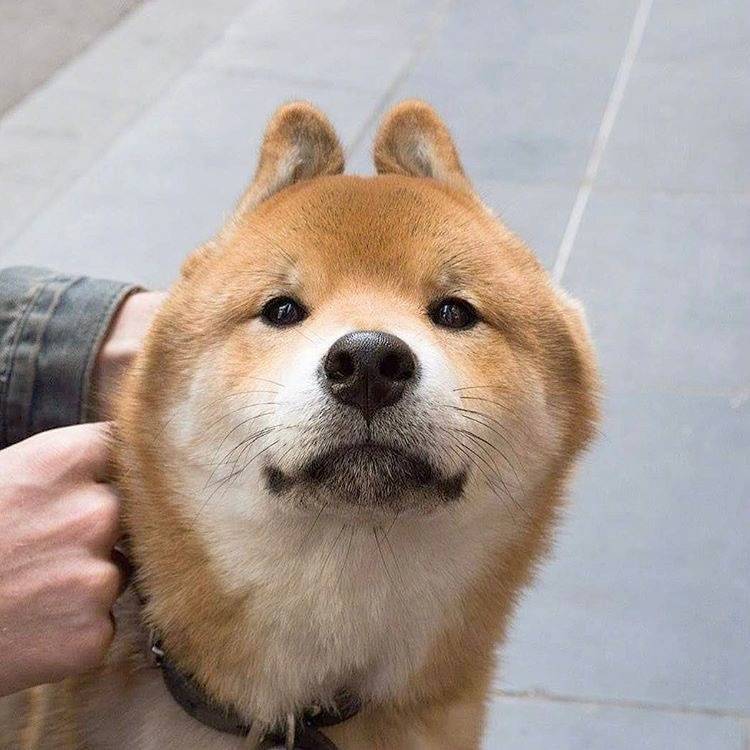 拼爹爹上500块钱买到一只豆柴,赚了还是赔了?