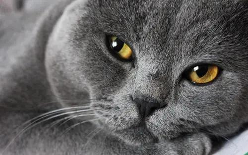 猫咪各阶段正常体重对照,猫咪体重多重才算正常英短