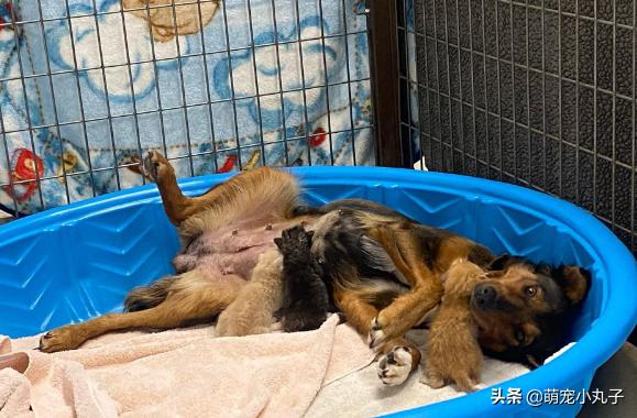 狗宝宝死在狗妈妈肚子里怎么办,宠物狗胎死腹中怎么办