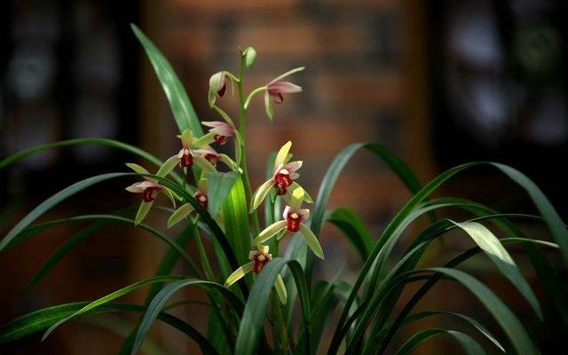 兰花贵妃醉酒在兰花中什么档次,兰花贵妃醉酒假品种