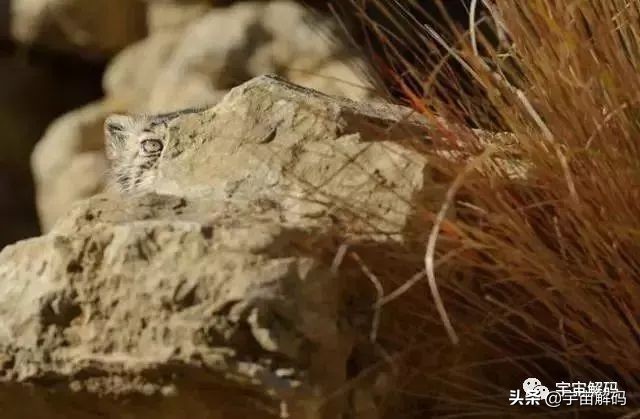 这些动物小时候太可爱简直萌化了,世界十大最受欢迎的动物