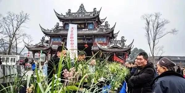 街子古镇兰花节,2021街子兰花博览会开幕式