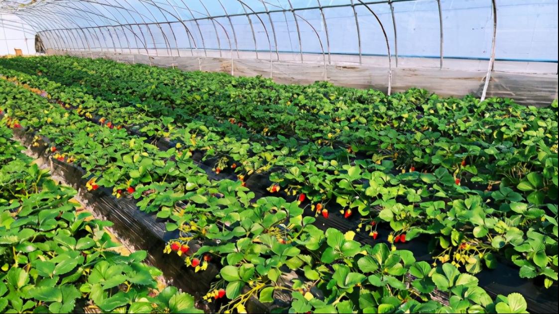 哪个草莓园的草莓便宜又好吃又大,上海新鲜草莓推荐