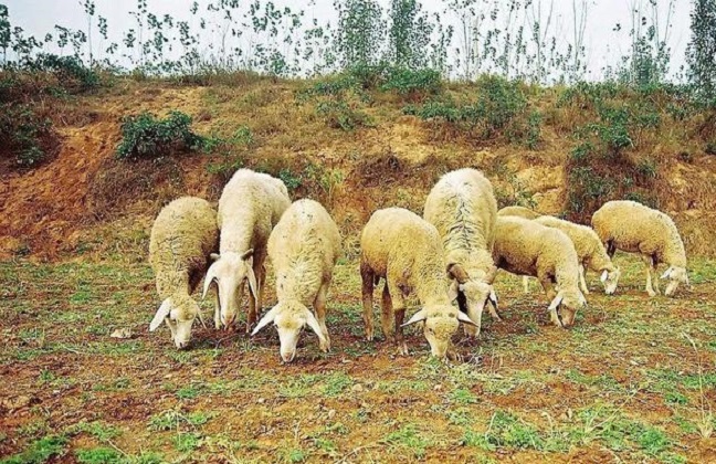 羊吃毒草死亡，主人将草地主人告上法庭，法院会怎么判决？